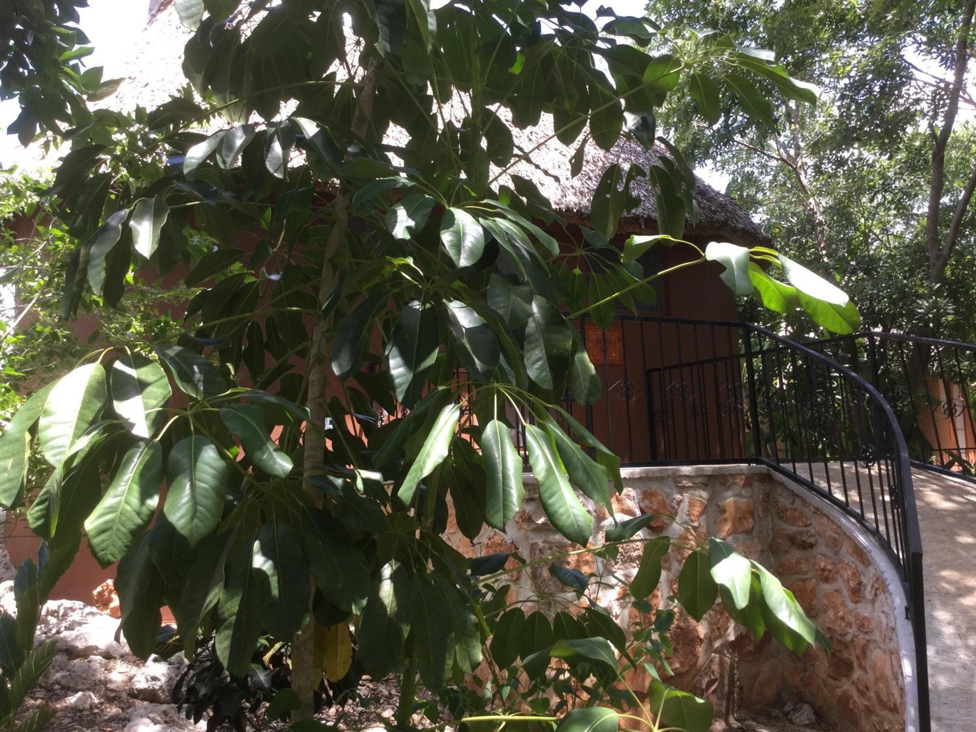 The Pickled Onion B&B And Restaurant Uxmal Santa Elena Cameră foto